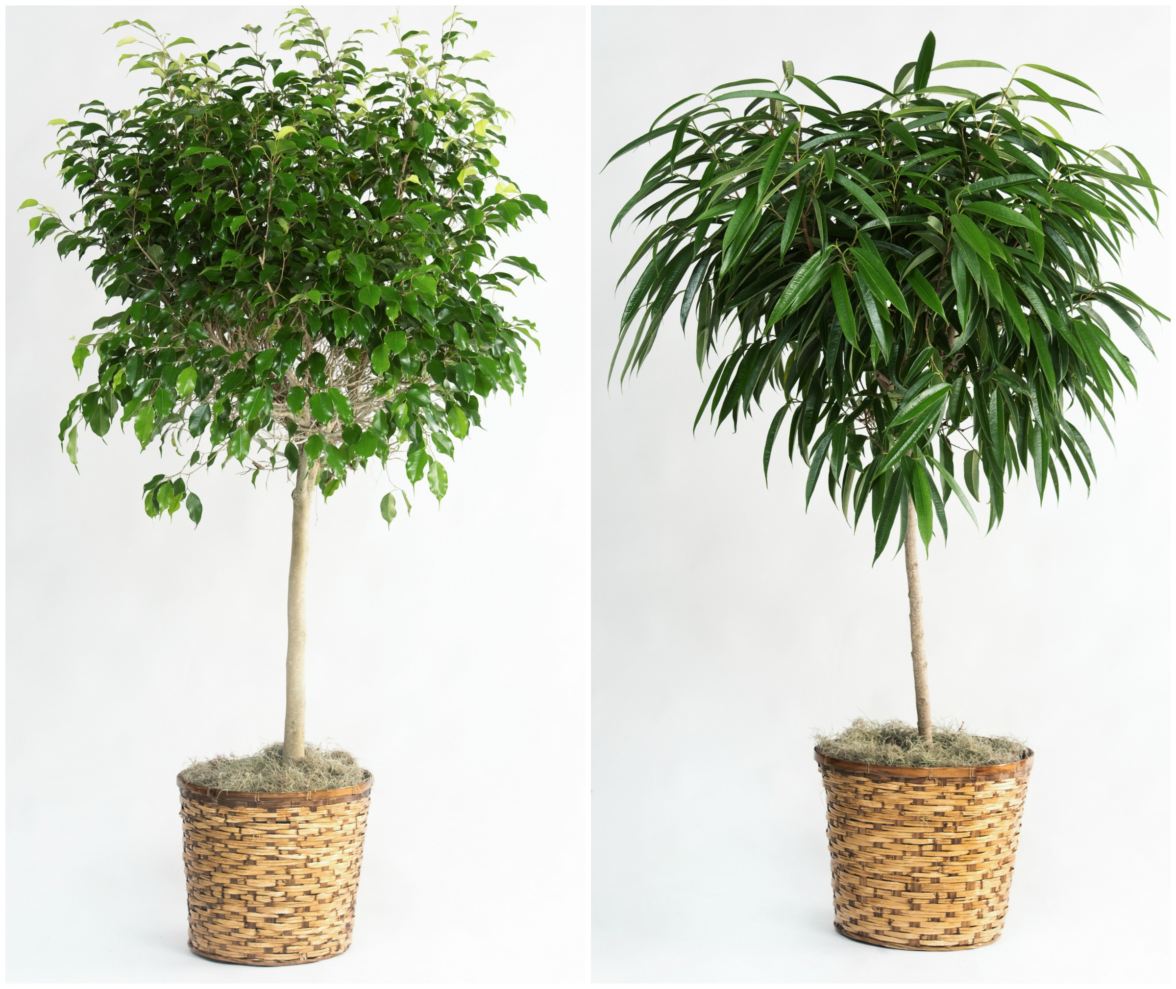 Fiddle Leaf & Ficus Alii Standard