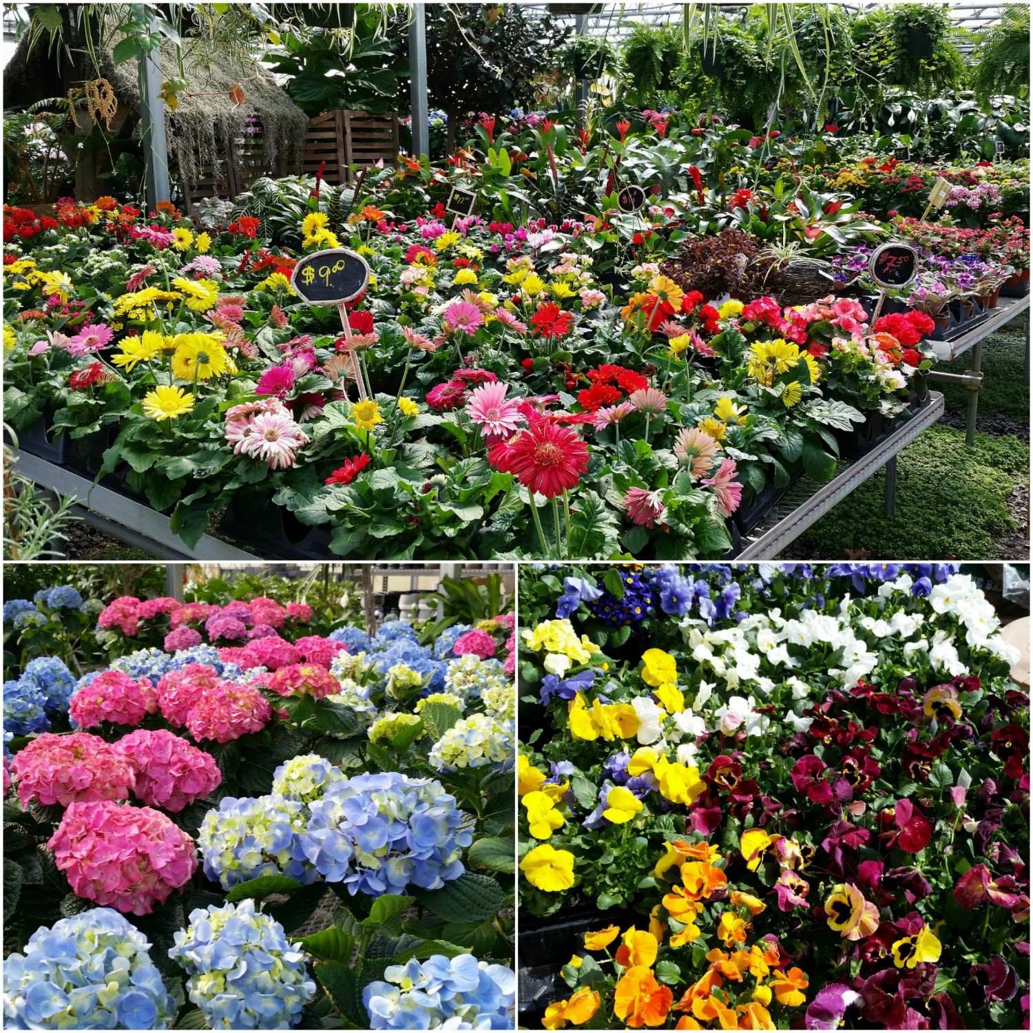 Colorful assortment of spring plants