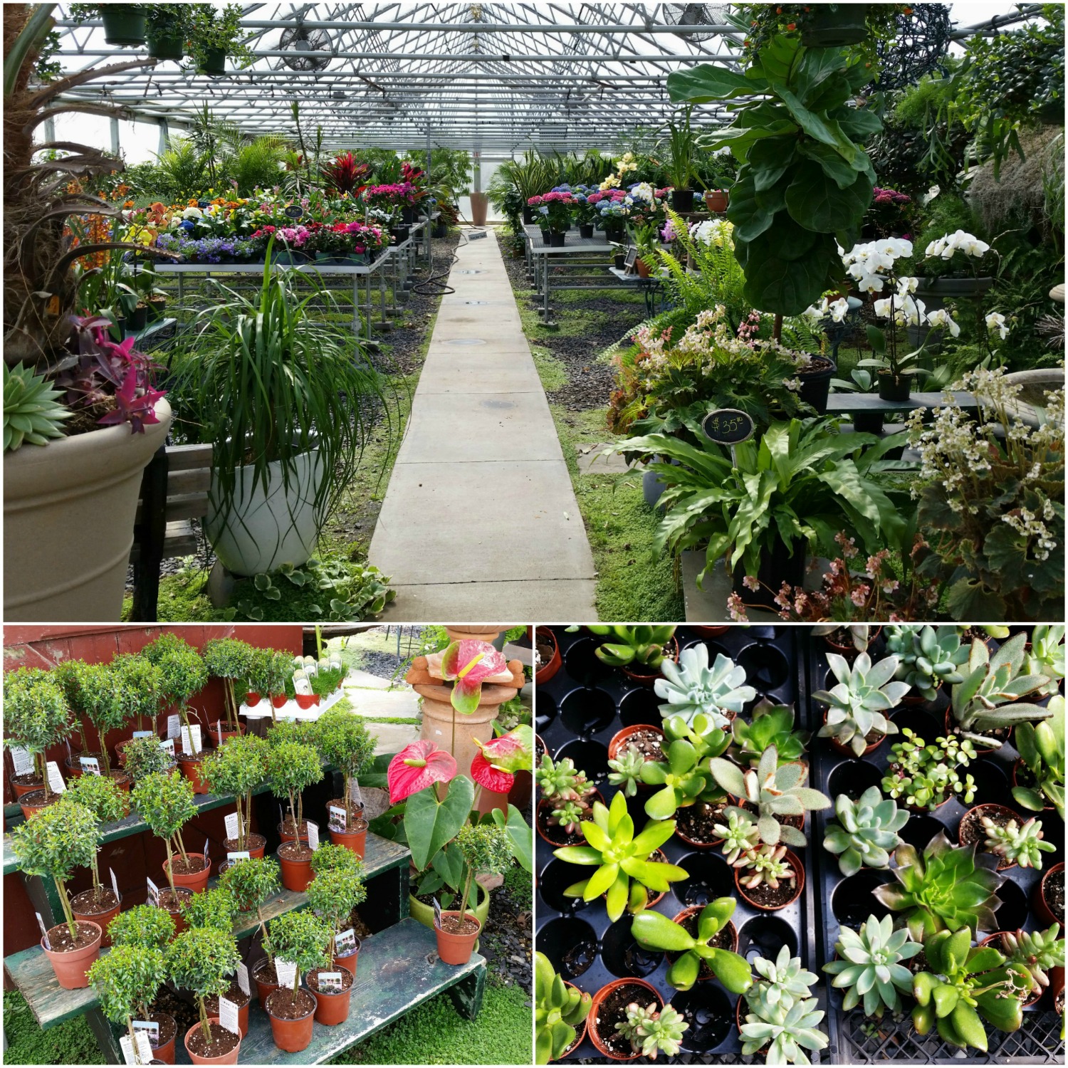 Robertson's Greenhouse of Spring Plants