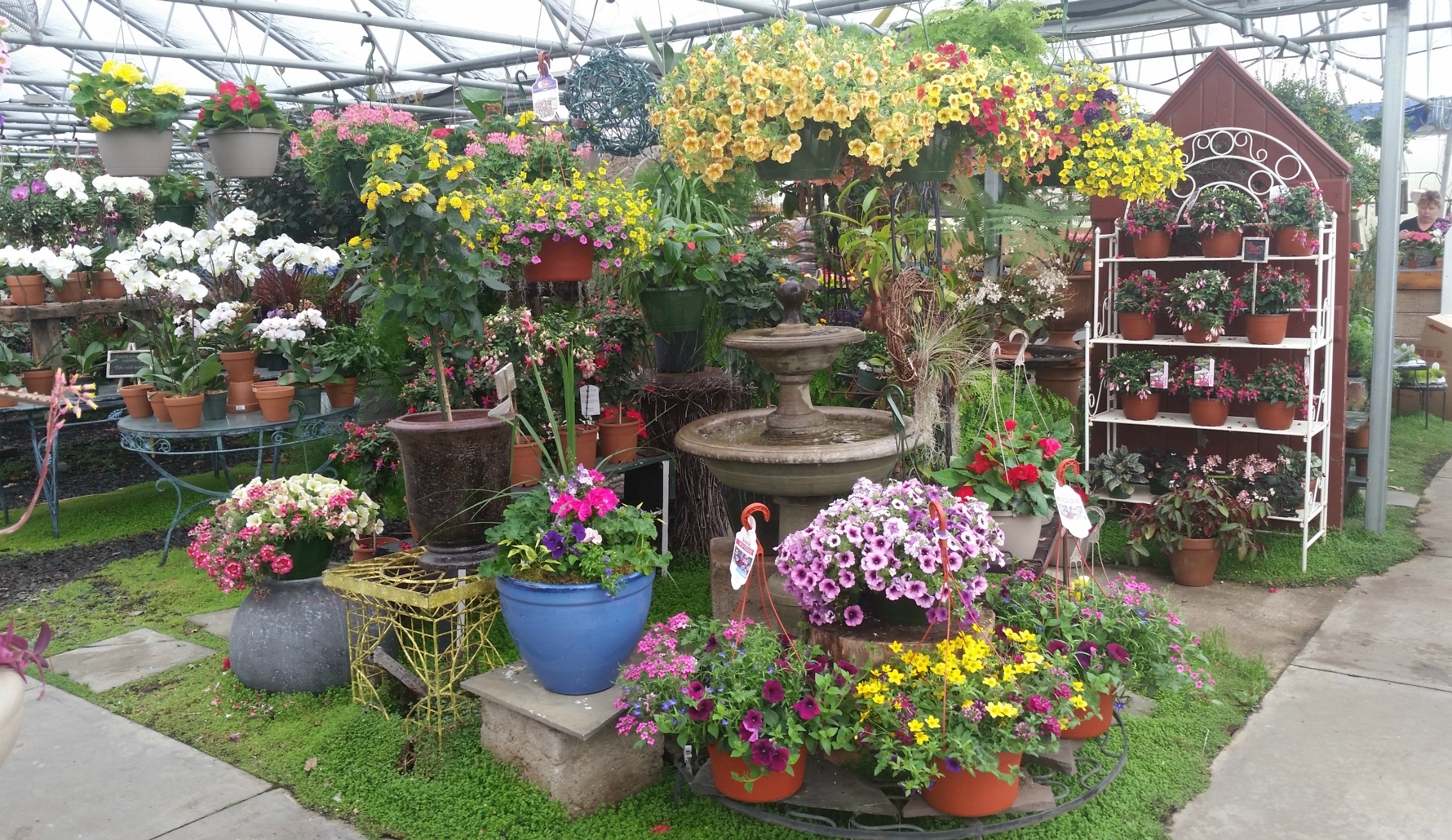ANNUAL BLOOMING PLANTS IN GREENHOUSE
