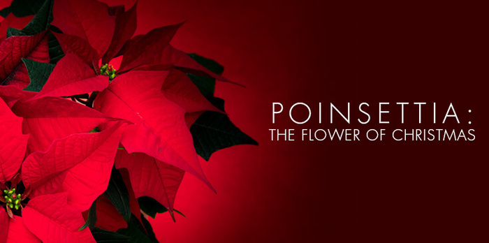 christmas flower