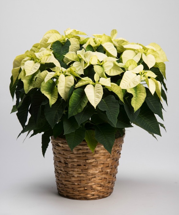 christmas flower