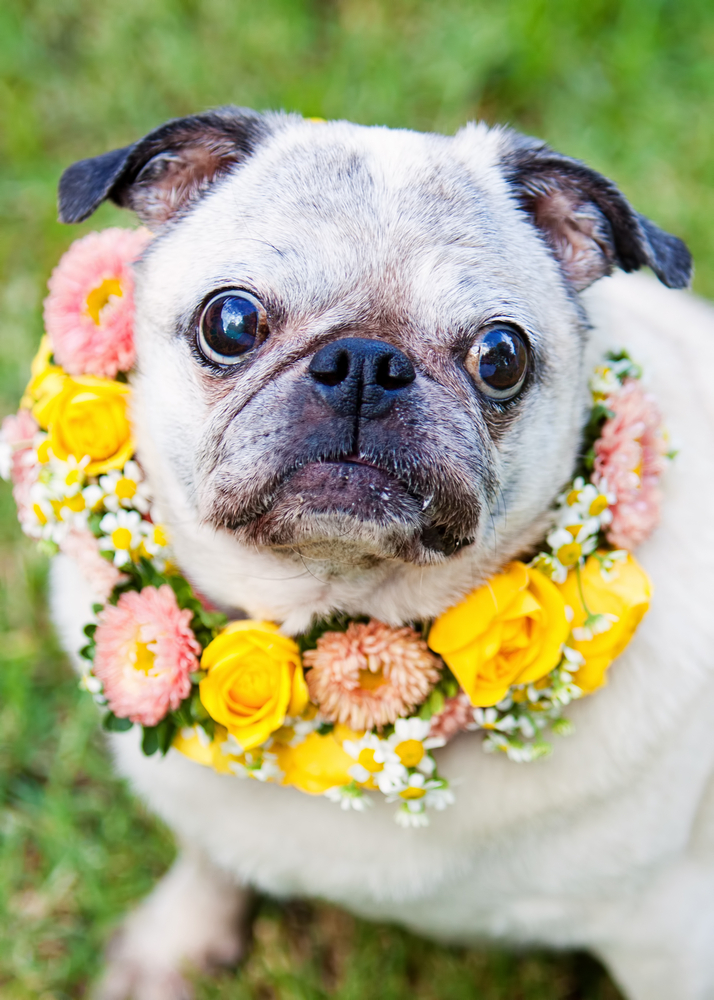 dog flower necklace