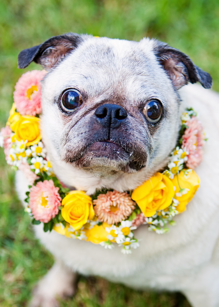 Dog deals flower necklace