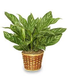 Deluxe Chinese Evergreen by Phoenix Flower Shops