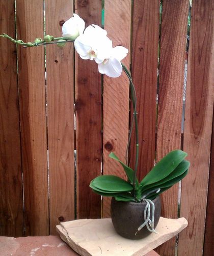 Deluxe Phalaenopsis Orchid from Phoenix Flower Shops