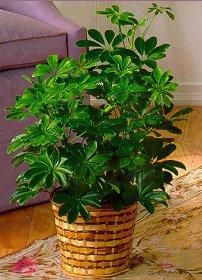 Plant - Schefflera by Moravian Florist