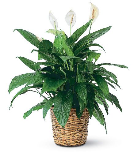 Spathiphyllum Plant by Mary Murray's Flowers