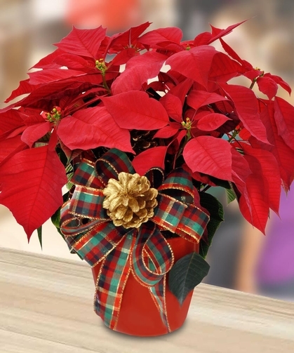 Poinsettia Plant by Mary Murray's Flowers