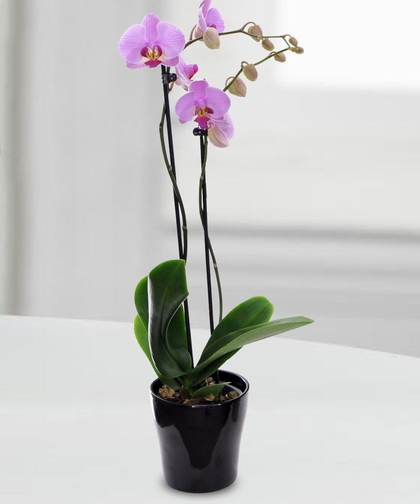 Desktop Orchid