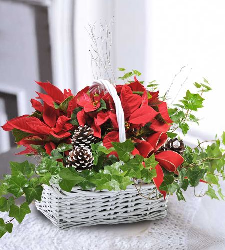 Poinsettia Plant Basket by Durocher Florist