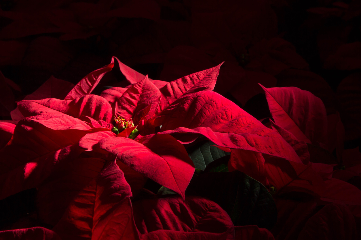 Dark red poinsettias, with dramatic lighting against a black background