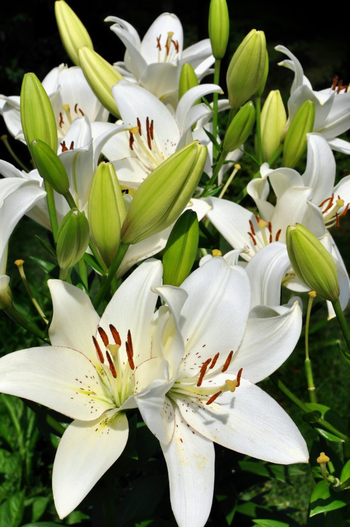 easter lily2
