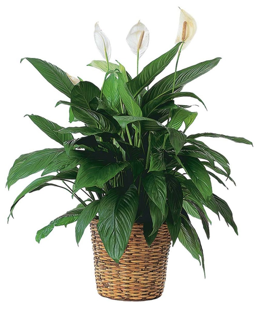 Spathiphyllum Plant by Rose Bud Florist & Gift