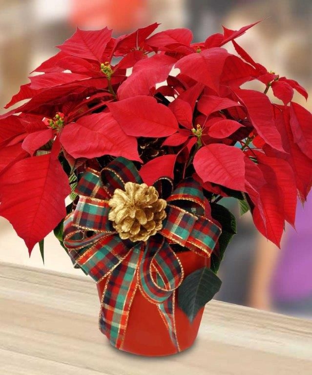 Poinsettia Plant by Rose Bud Flowers & Gifts