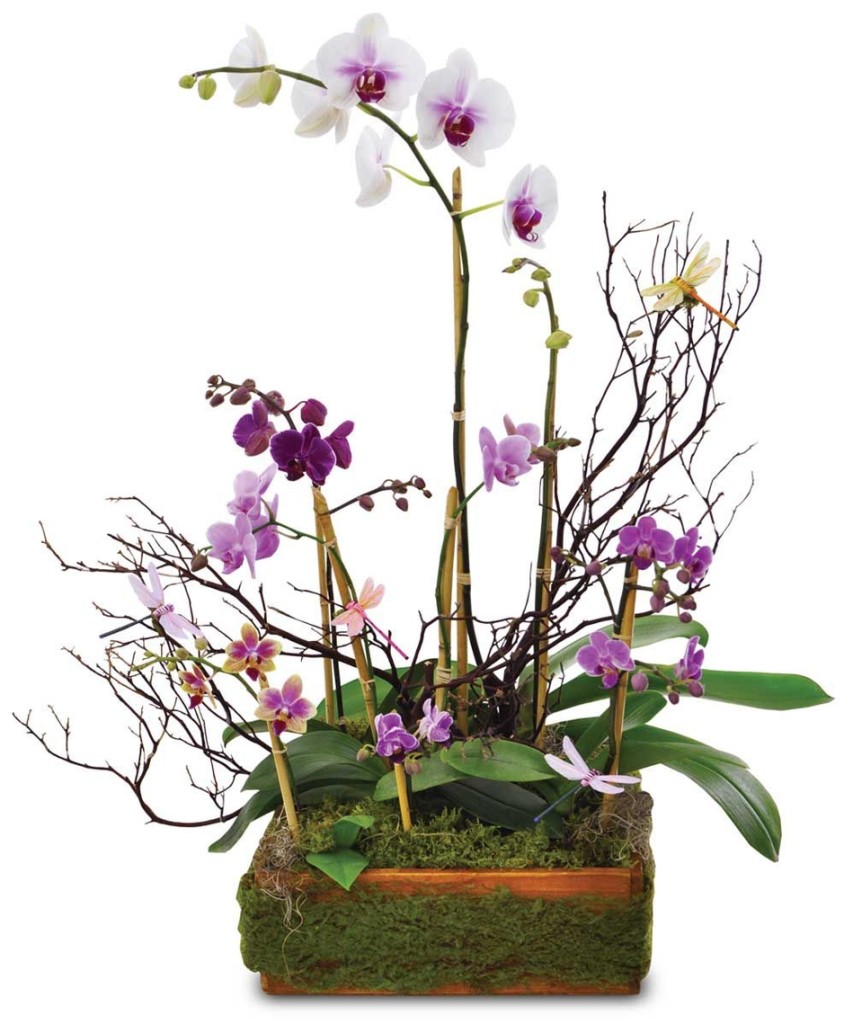 Blooming Orchid Plants from The Rose Bud Flowers & Gifts, LLC