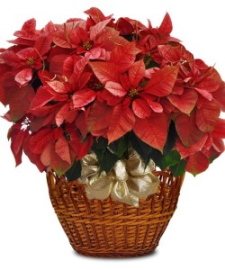 Poinsettia Plant by Adrian Durban Florist