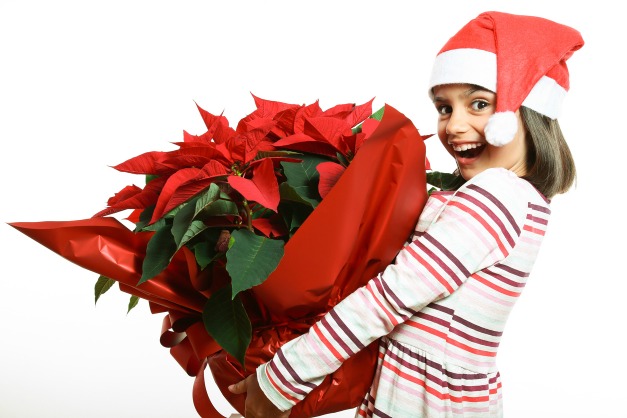 Funny and cute little girl with Santa hat holding a big poinsettia