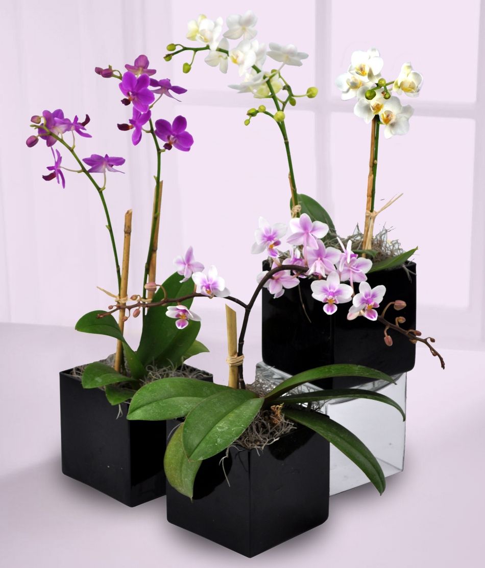 Desktop Orchid Plants from Mancuso's Florist