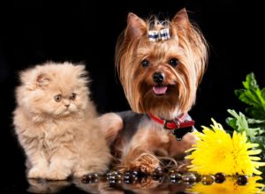 Persian cat and Yorkshire Terrier
