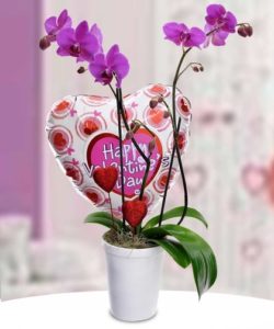 Valentine Orchids by Mancuso's Florist