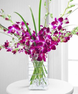Orchid Delight by Port Charlotte Florist