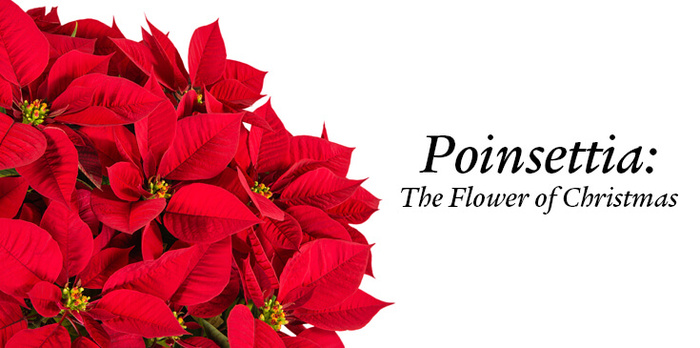 holiday poinsettias