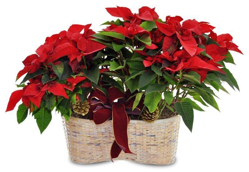 holiday poinsettias