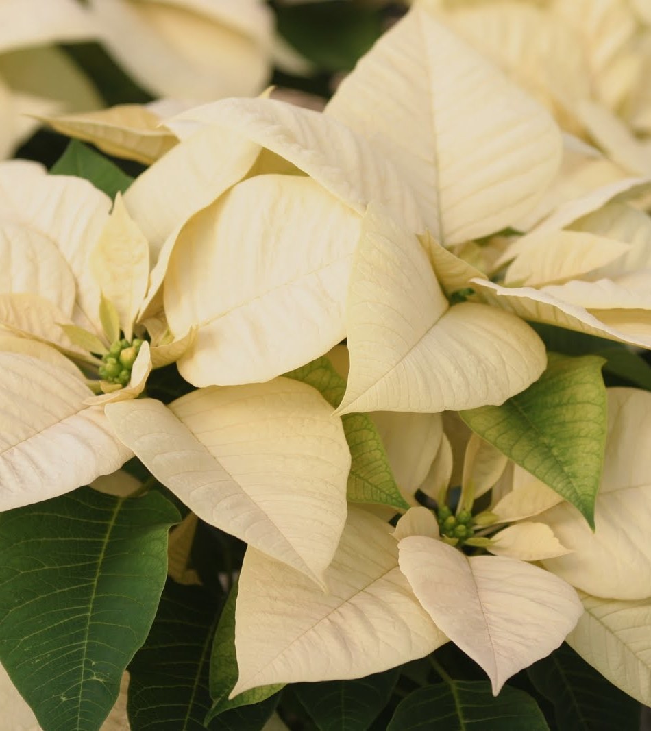 holiday poinsettias