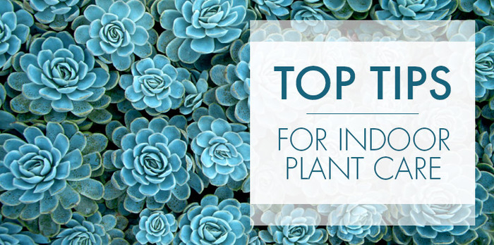 indoor plants