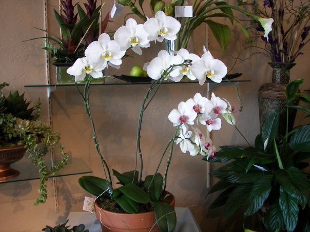 phail plant phail plant