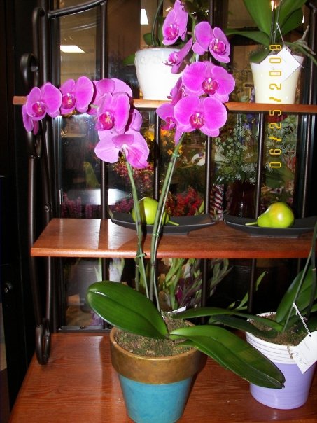 purple phail plant purple phail plant