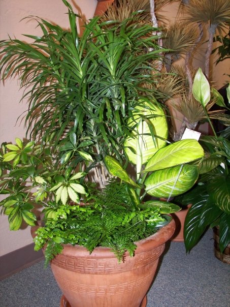 One of our lush dishgardens in our showroom