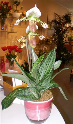 Ladyslipper Ladyslipper