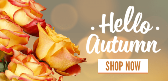 HELLO AUTUMN ROSES EMAIL BANNER