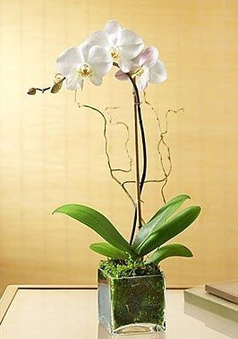 Exotic Orchid Plant from Bosland's Flower Shop