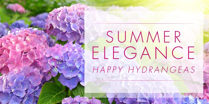 summer hydrangea